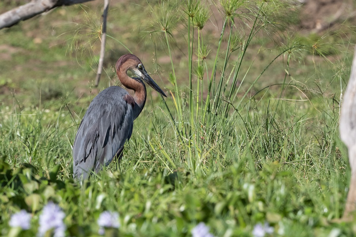 Goliath Heron - ML506315931