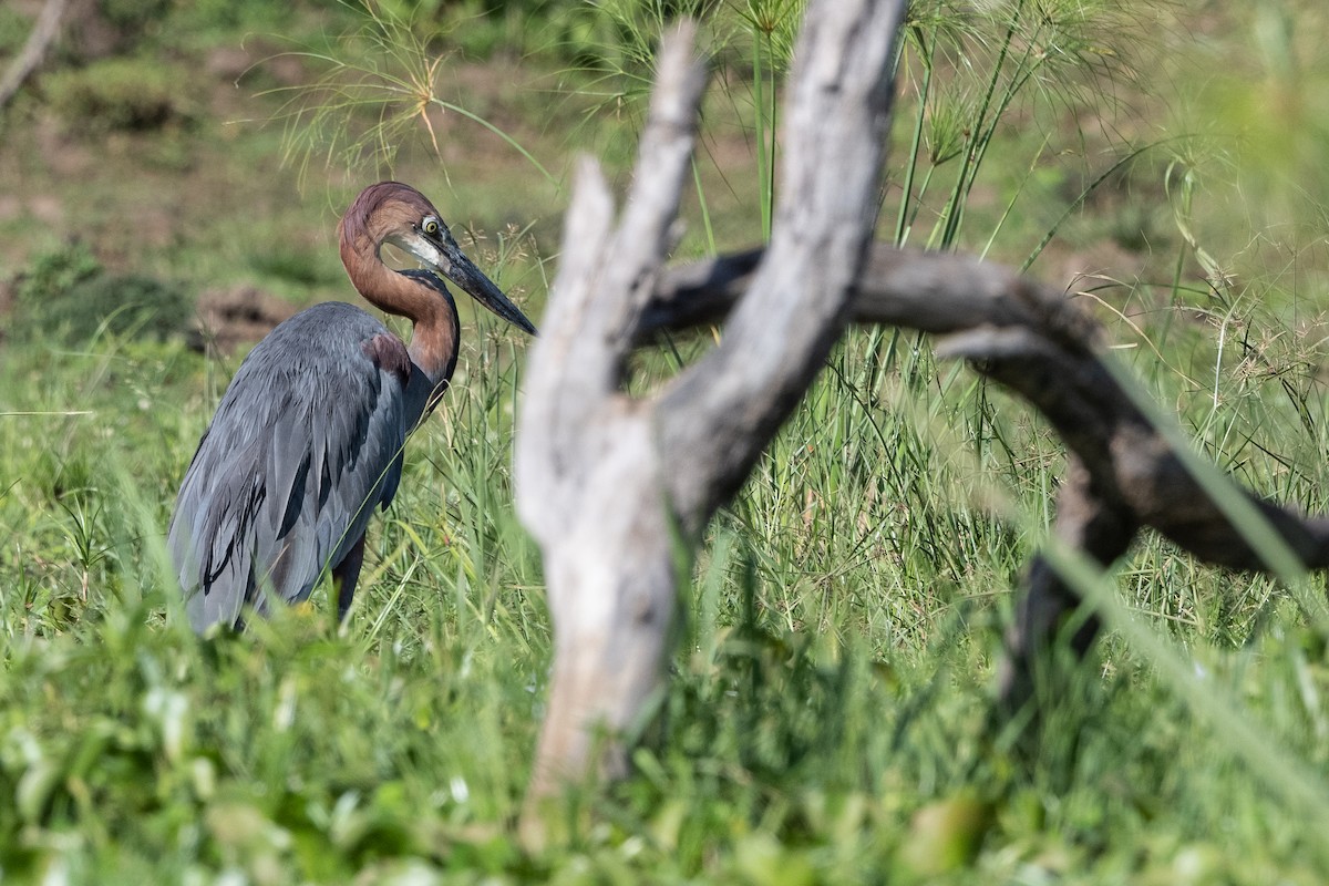 Goliath Heron - ML506315951