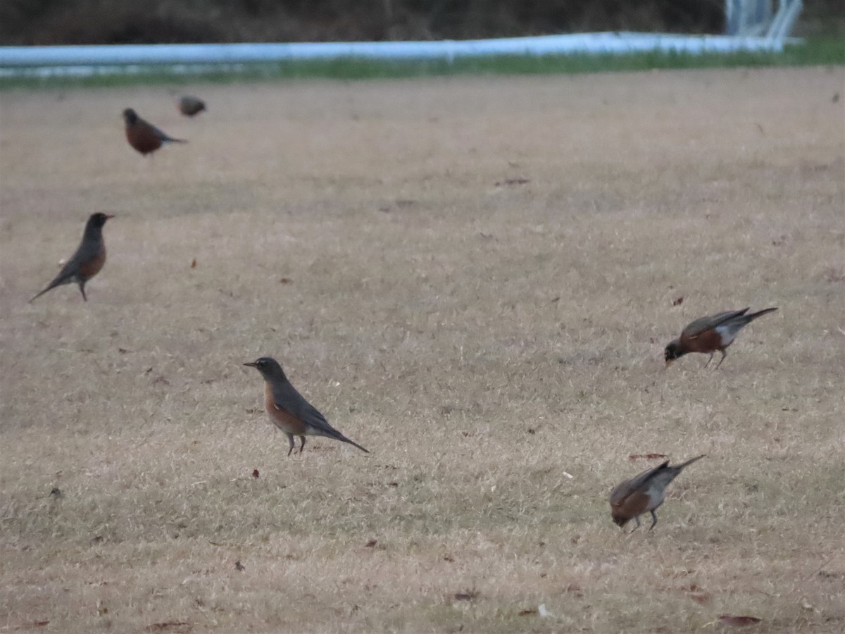 American Robin - ML506316721