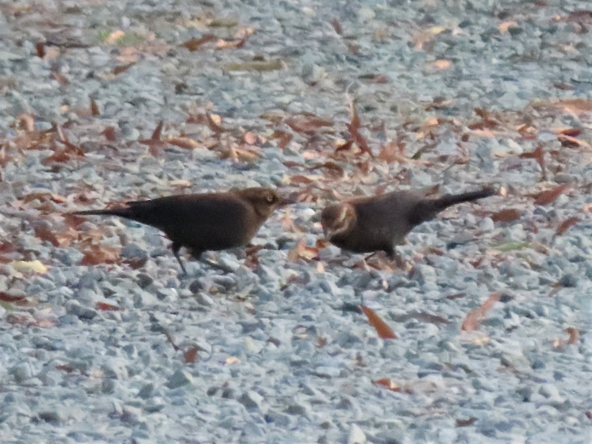 Rusty Blackbird - ML506316771