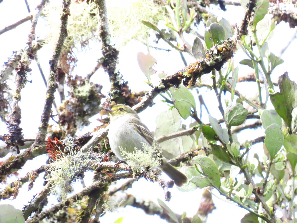 Golden-faced Tyrannulet - ML506317971