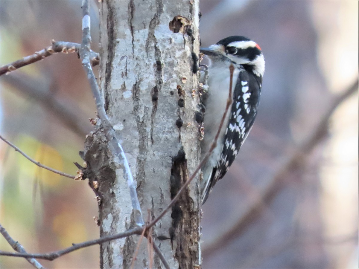 Downy Woodpecker - ML506318161