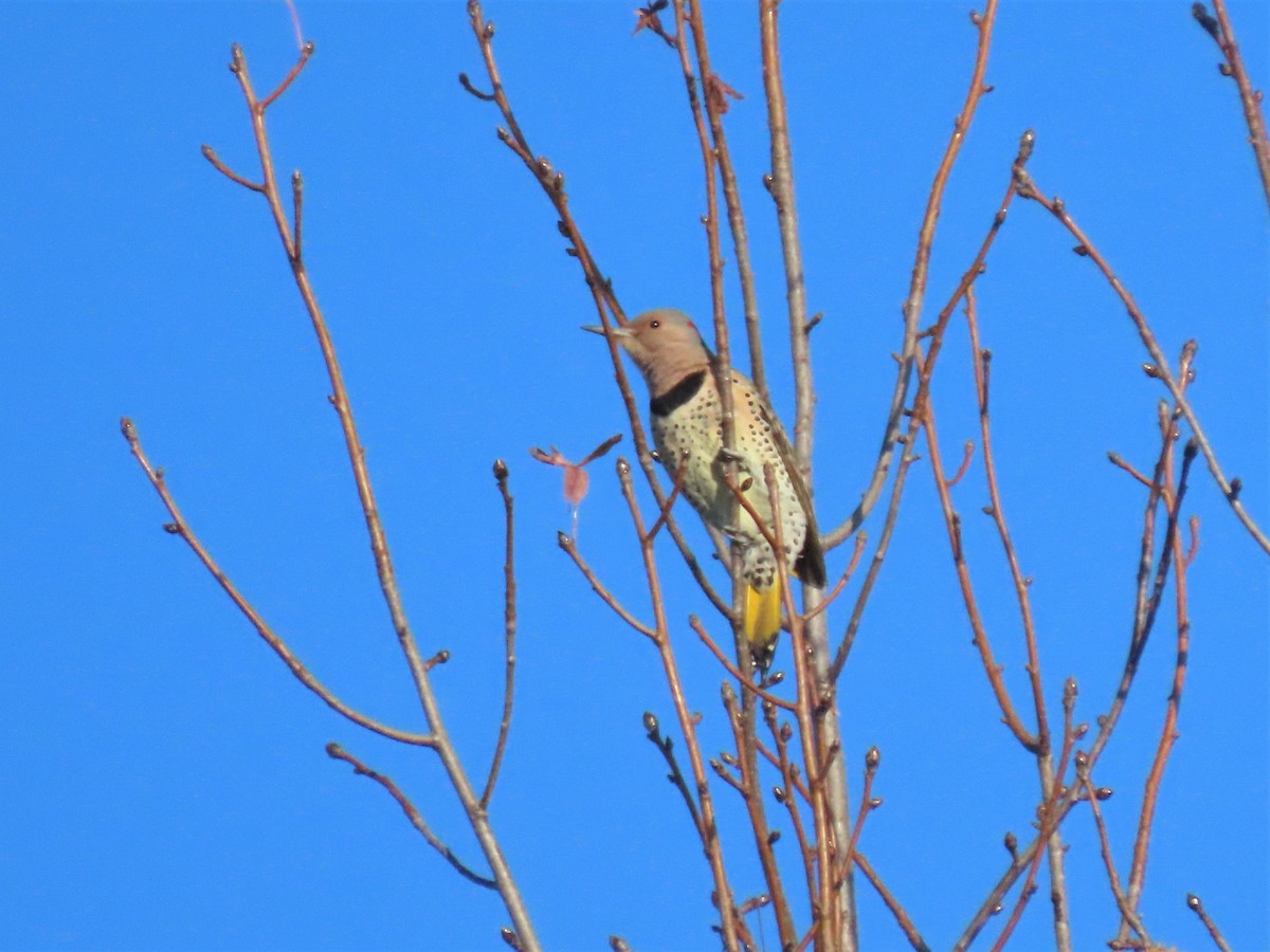 Northern Flicker - ML506318231