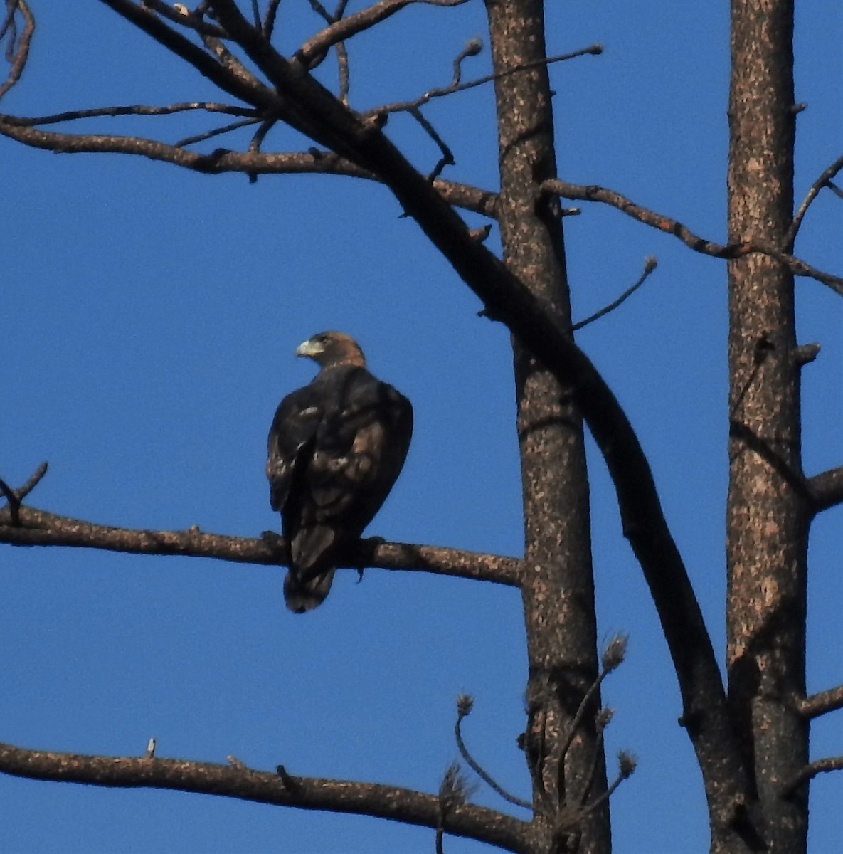 Golden Eagle - ML506318631