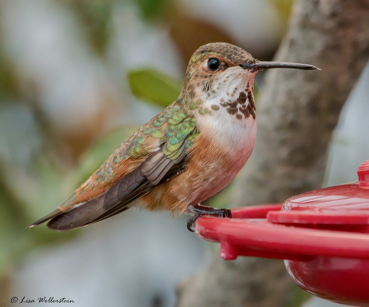 Rufous Hummingbird - Lisa Wollerstein