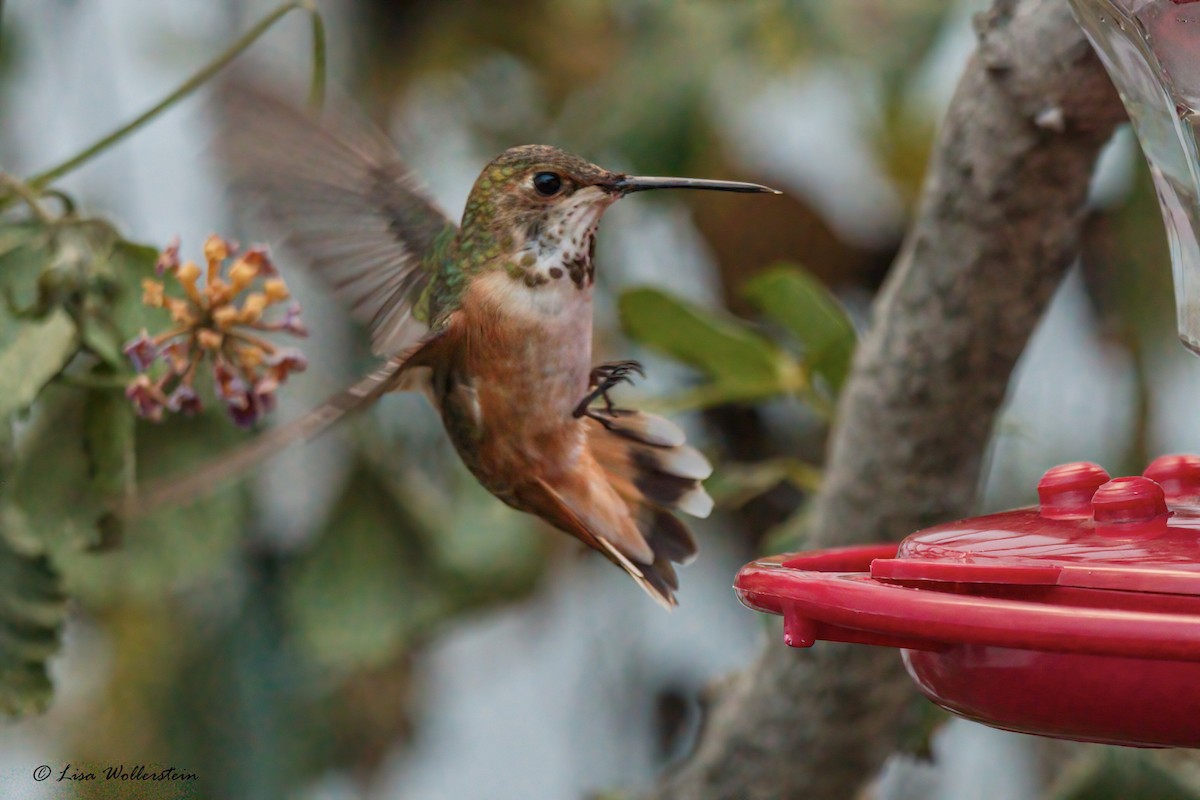 Rufous Hummingbird - Lisa Wollerstein