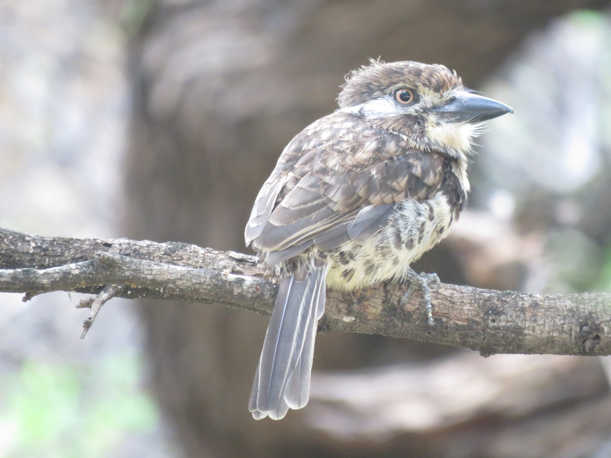 Russet-throated/Two-banded Puffbird - Julián Rodríguez