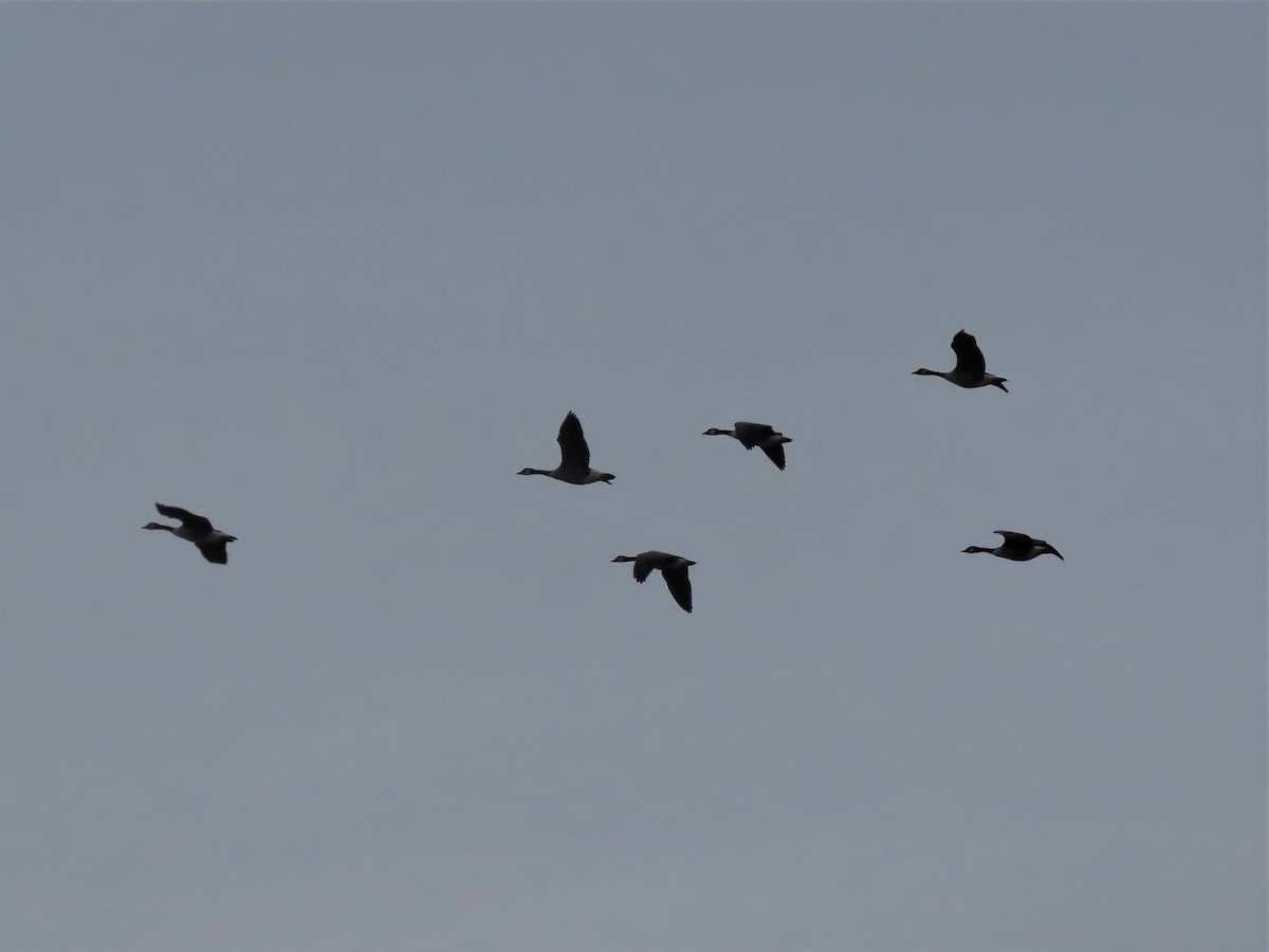 Canada Goose - ML506321821