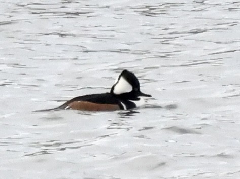 Hooded Merganser - ML506322261