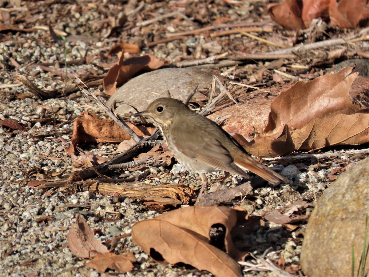 Hermit Thrush - ML506322311