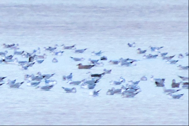 Lesser Black-backed Gull - ML506324751