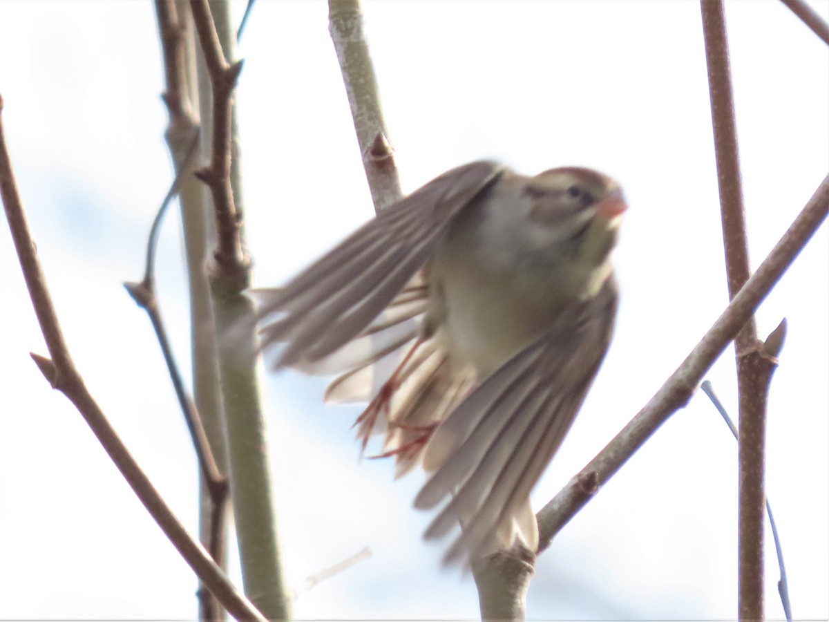 Chipping Sparrow - ML506325441