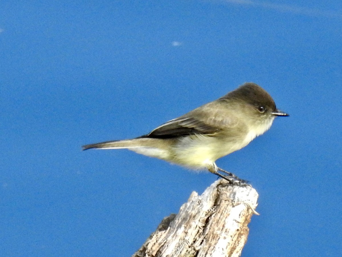 Eastern Phoebe - ML506326631