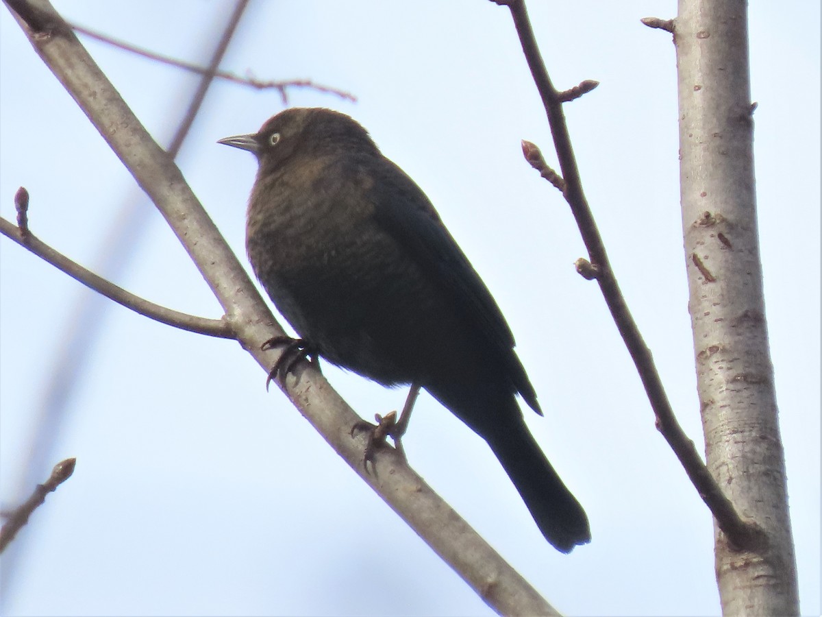 Rusty Blackbird - ML506327311