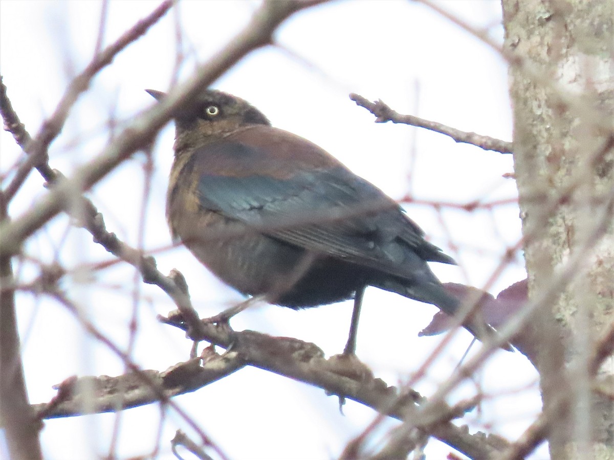 Rusty Blackbird - ML506327351