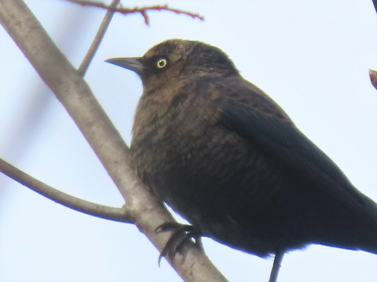 Rusty Blackbird - ML506327361