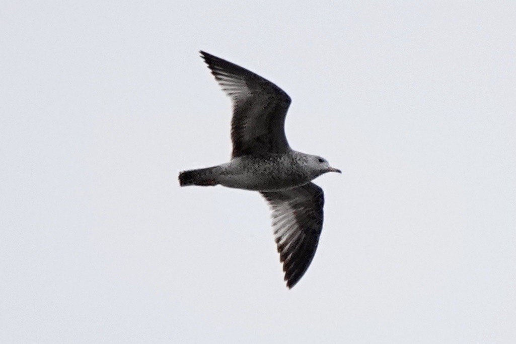 Ring-billed Gull - ML506328091