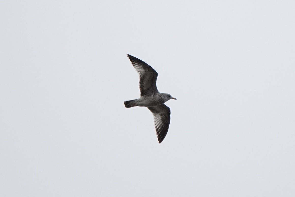 Ring-billed Gull - ML506328101
