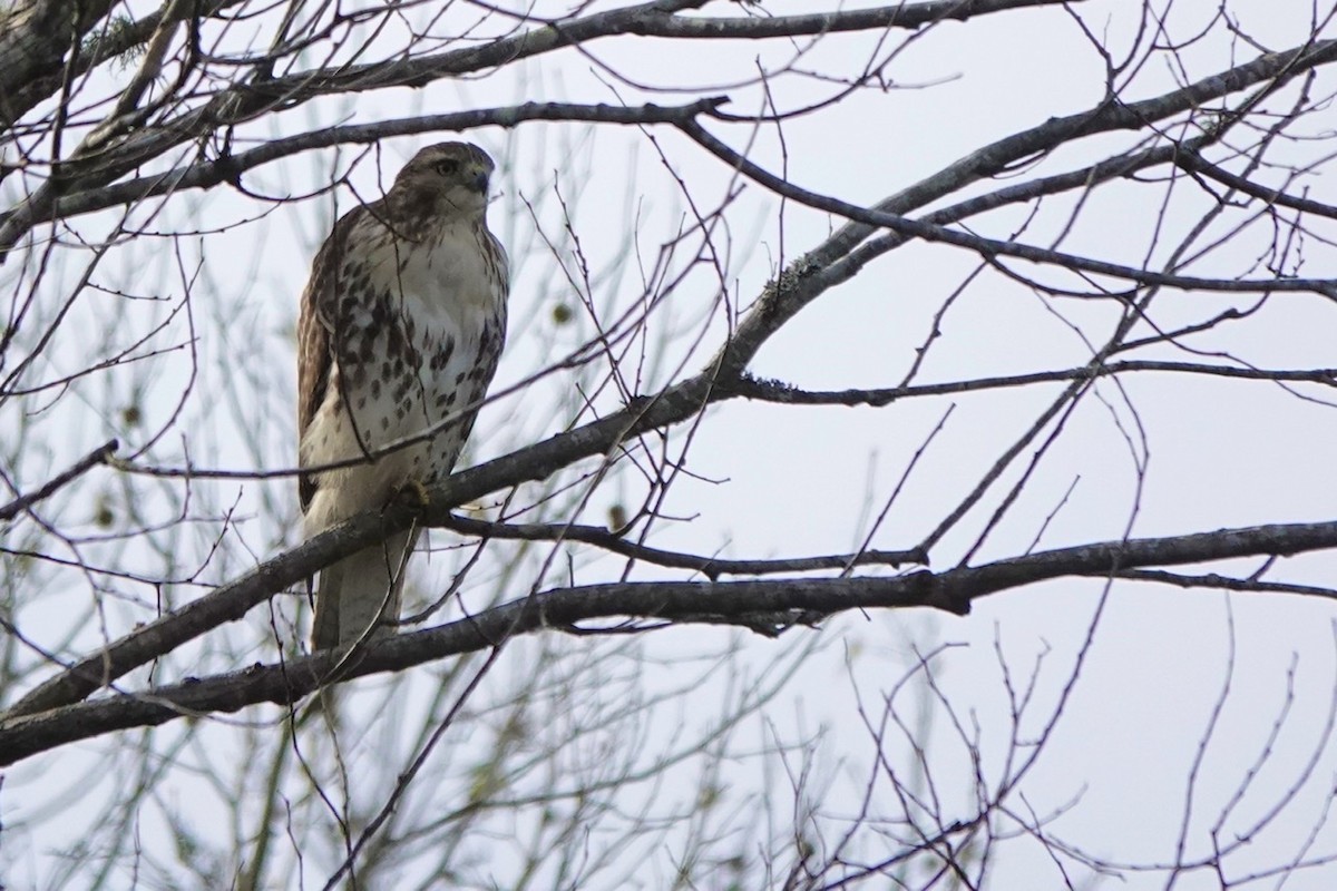 Red-tailed Hawk - ML506328571