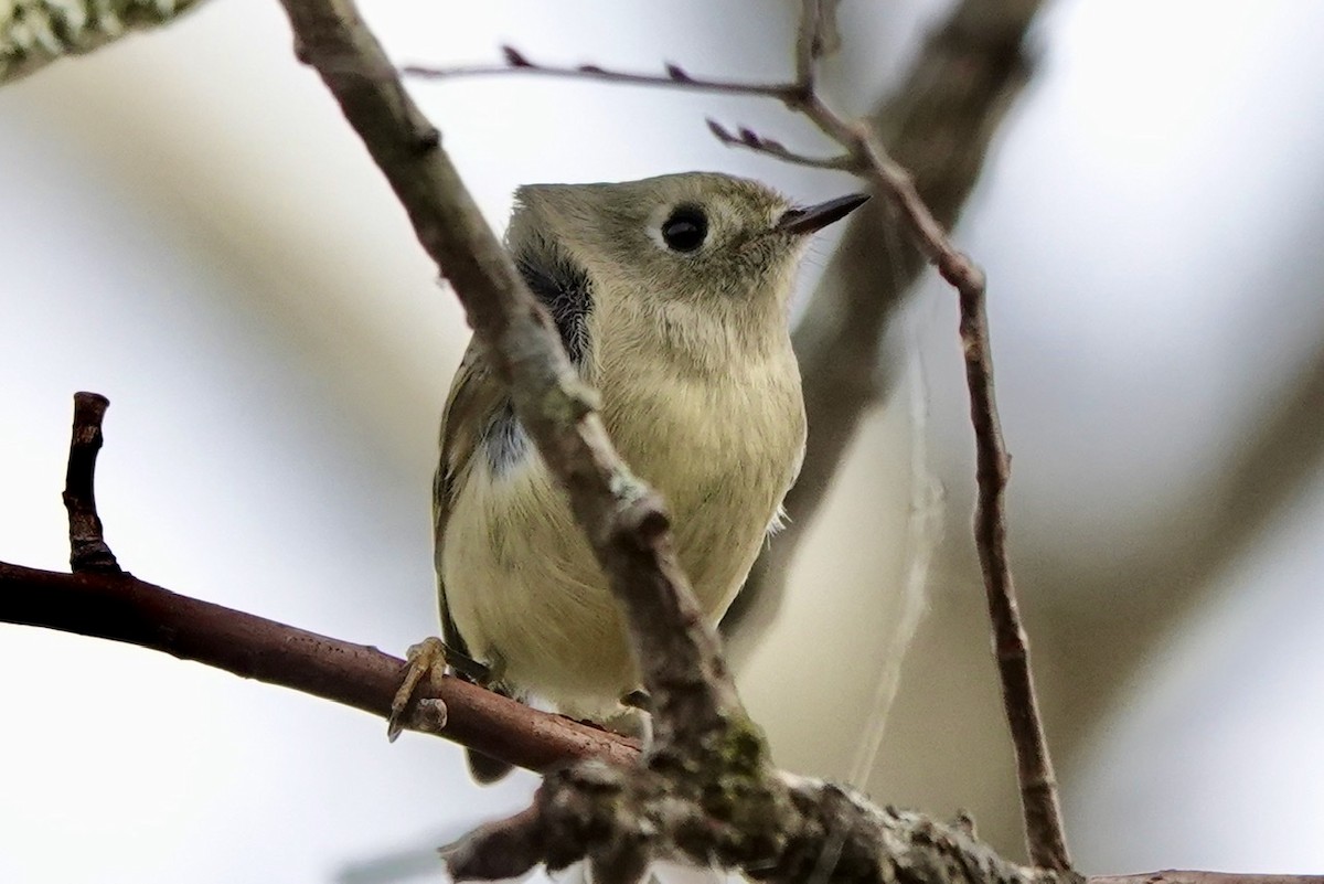 Ruby-crowned Kinglet - ML506328741
