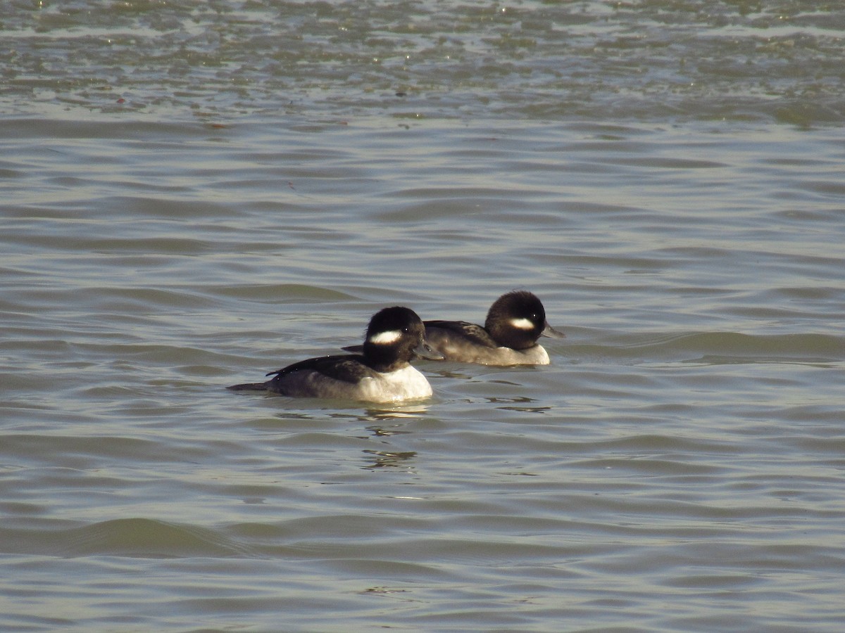 Bufflehead - ML506328991