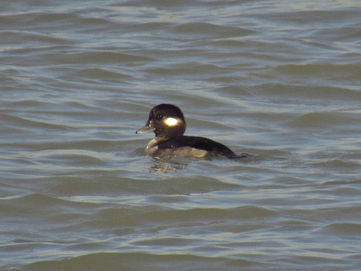 Bufflehead - ML506329001