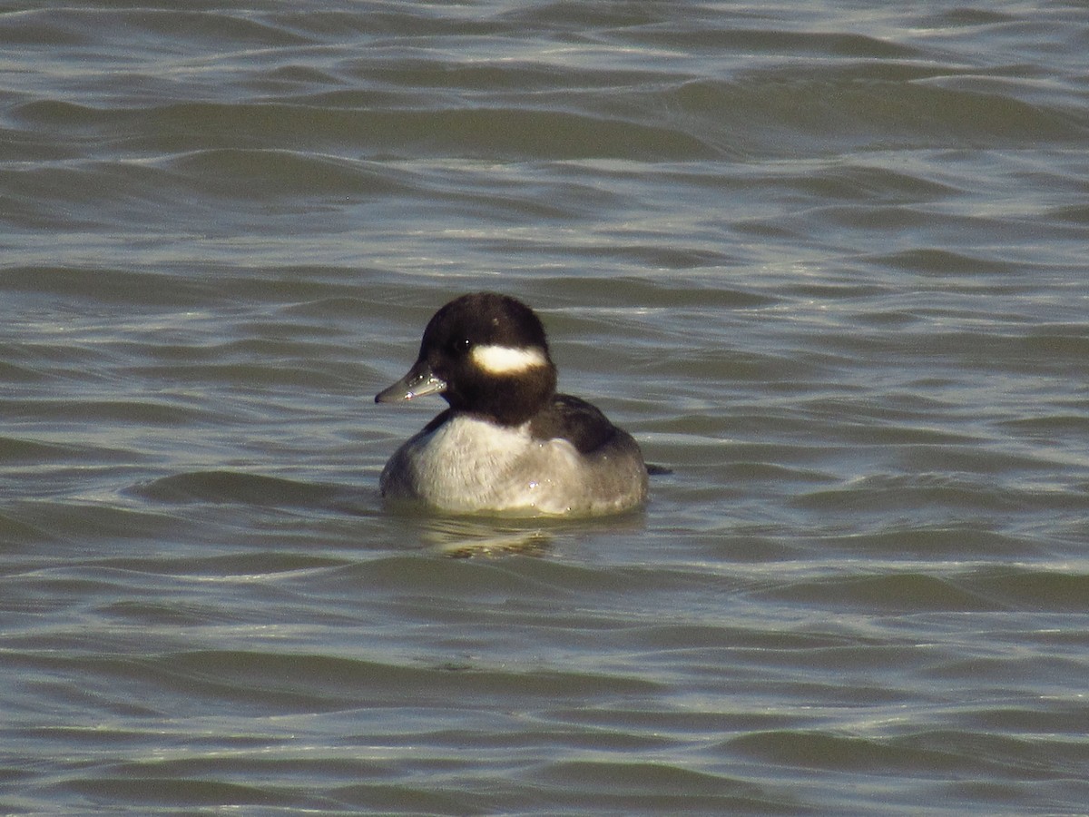 Bufflehead - ML506329011