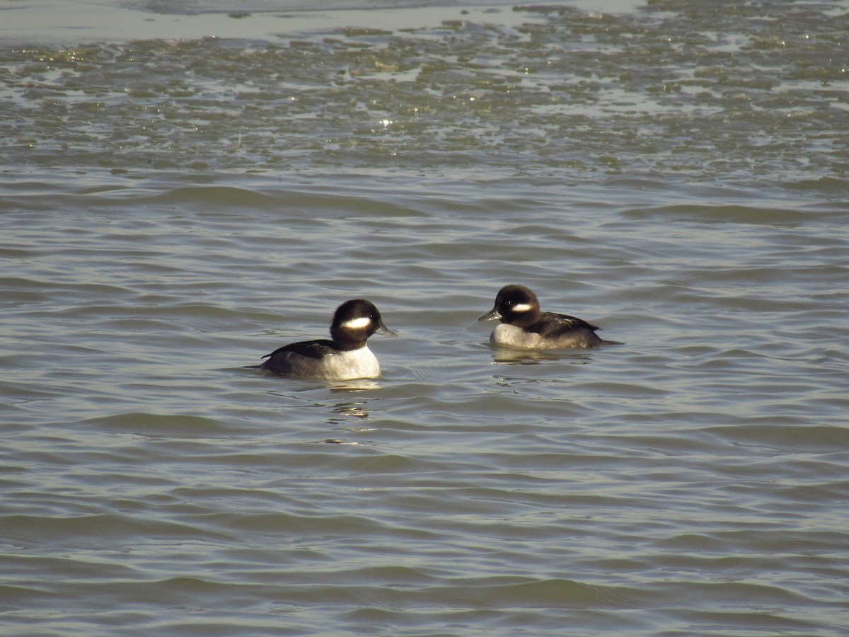 Bufflehead - ML506329031