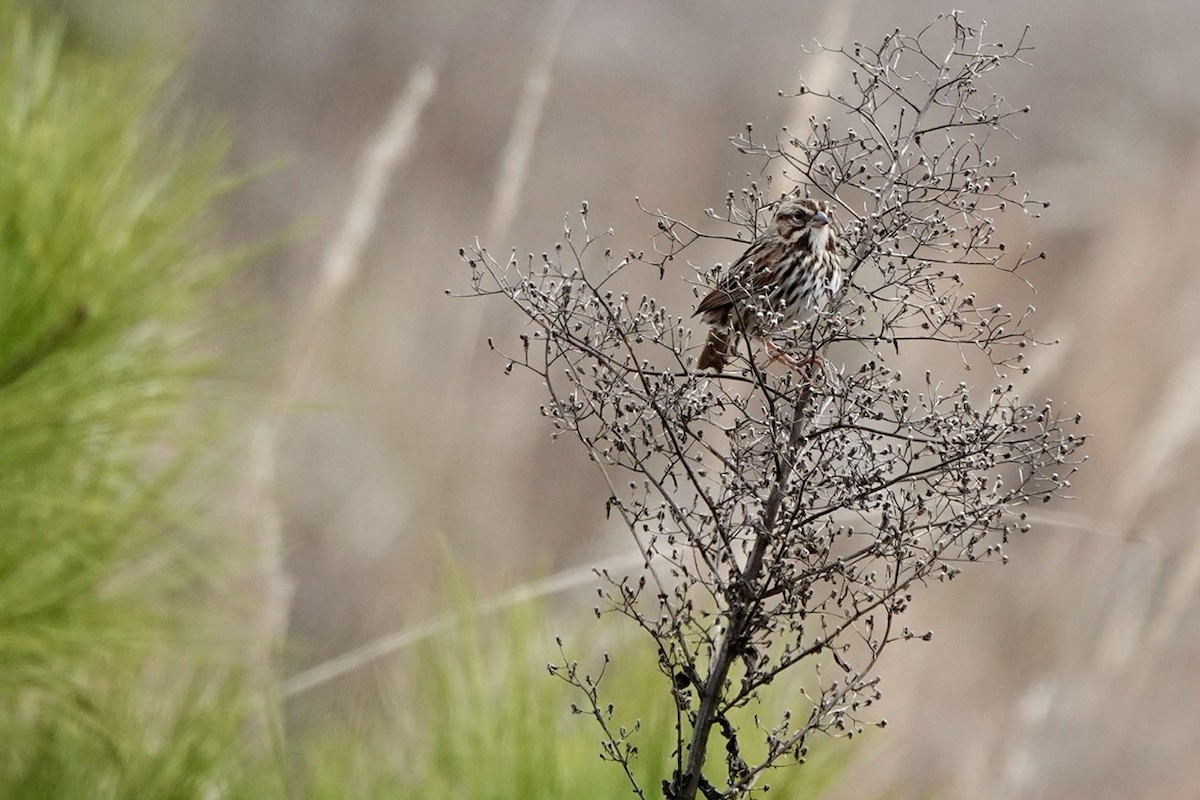 Song Sparrow - ML506329391