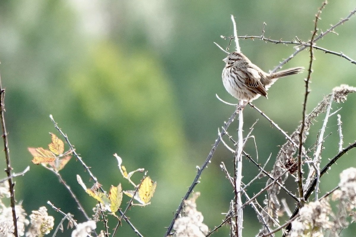 Song Sparrow - ML506329401