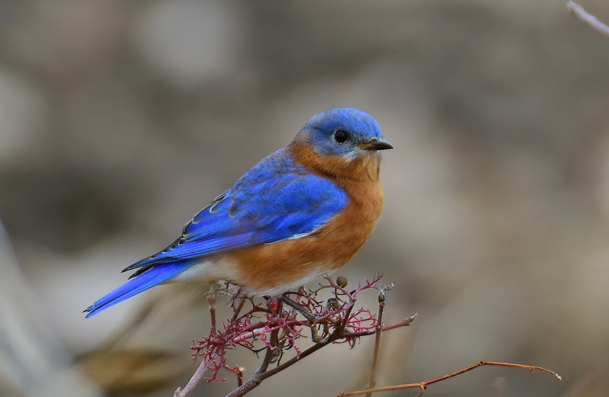 Eastern Bluebird - ML506329491