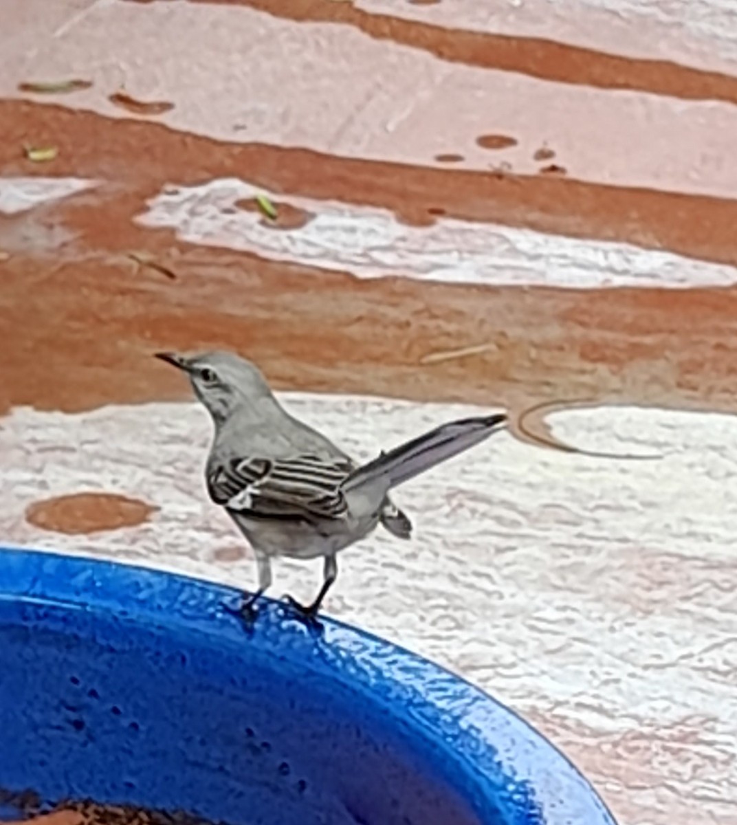 Northern Mockingbird - Helio Ruipérez