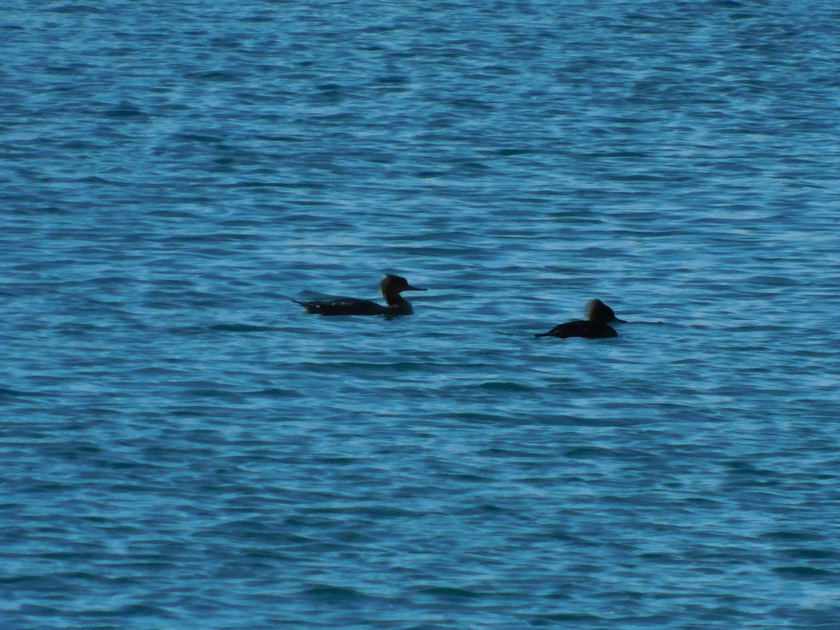 Hooded Merganser - ML506331681
