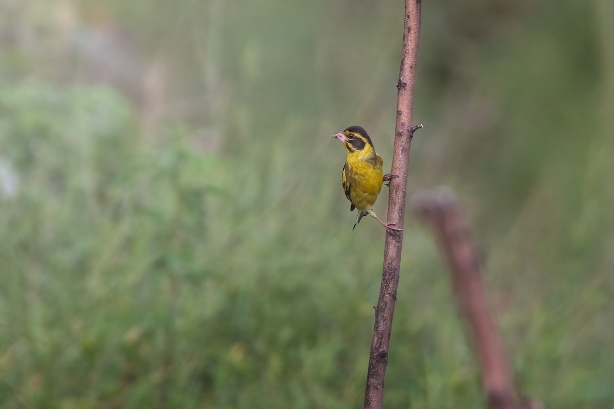 Yellow-breasted Greenfinch - Jaffar Hussain Mandhro