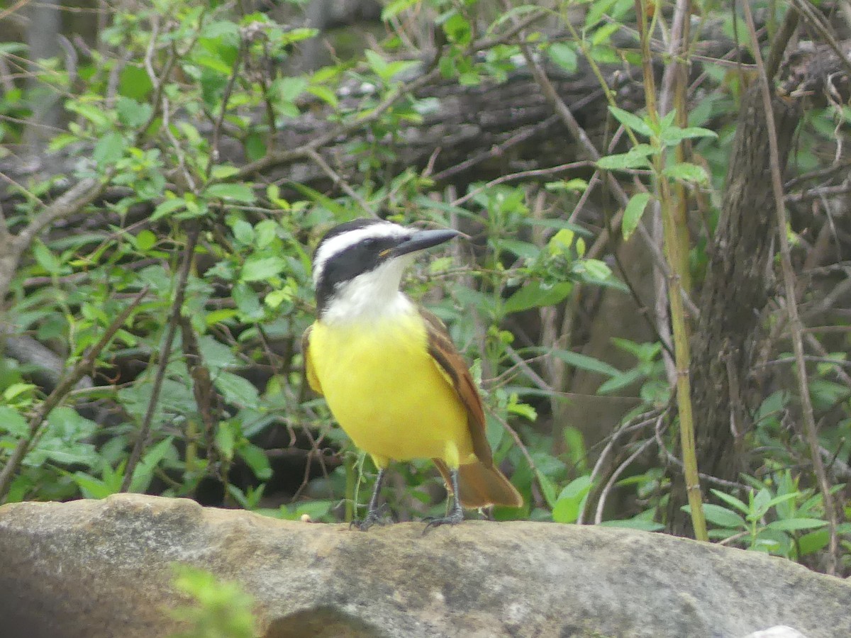 Great Kiskadee - ML506335311