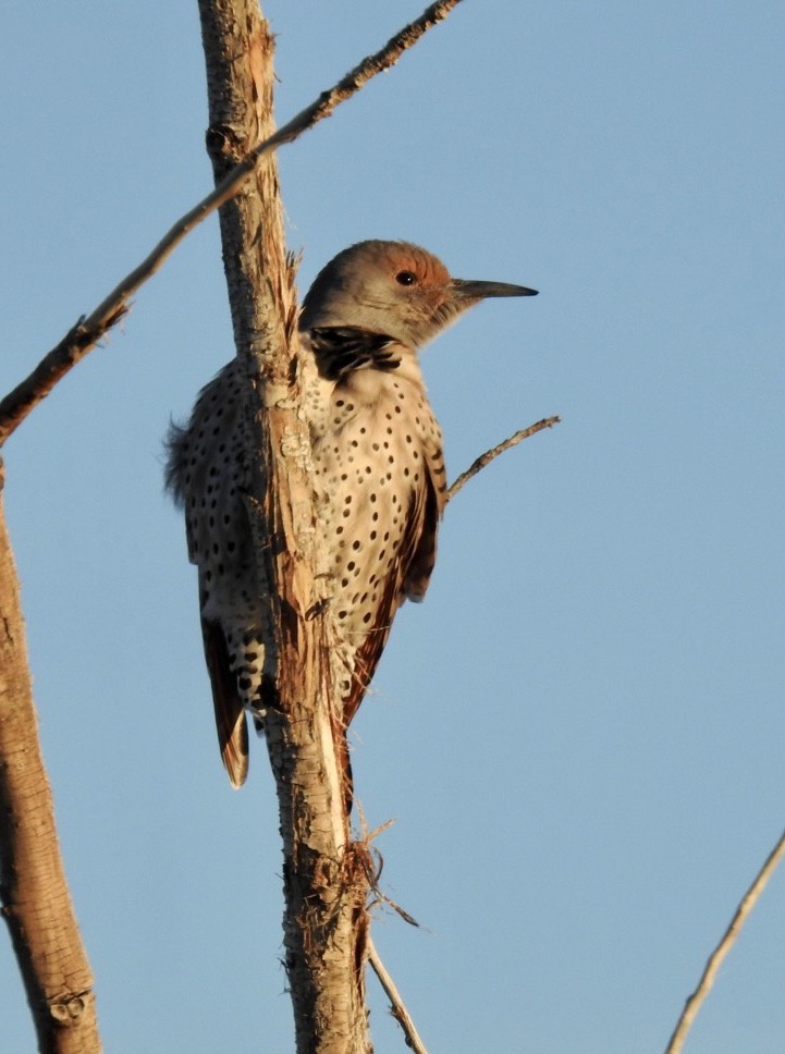 Northern Flicker - ML506335671