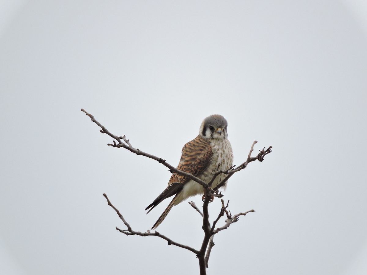 American Kestrel - ML50633621