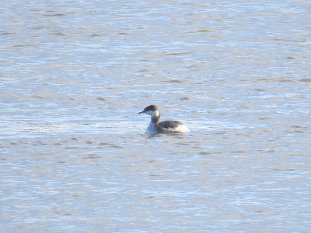 Horned Grebe - ML506336291