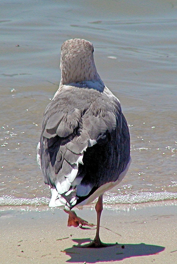 Тихоокеанская чайка - ML506336351