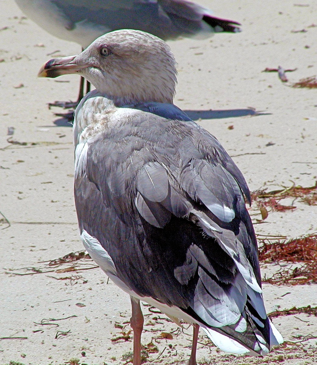 Slaty-backed Gull - Doug Wassmer