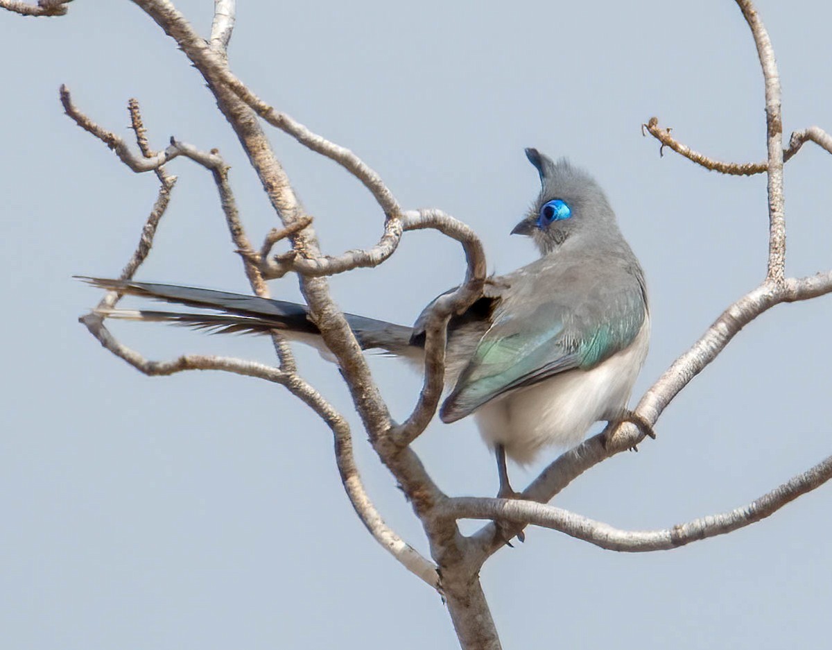 Verreaux's Coua - Kenneth Eyster