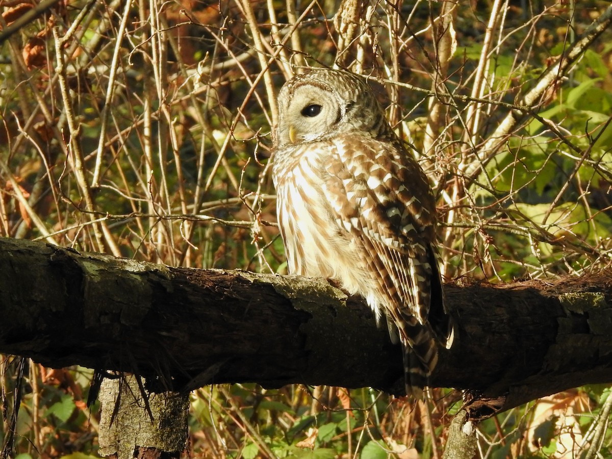 Barred Owl - ML506337711