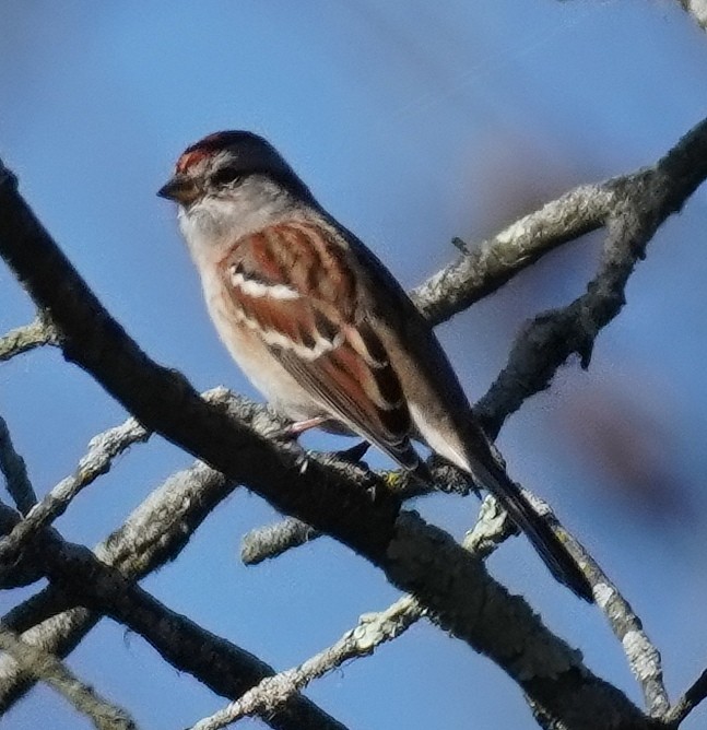 American Tree Sparrow - ML506337721