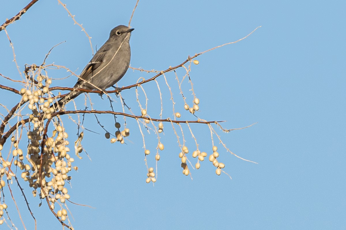Townsend's Solitaire - Stephen Price