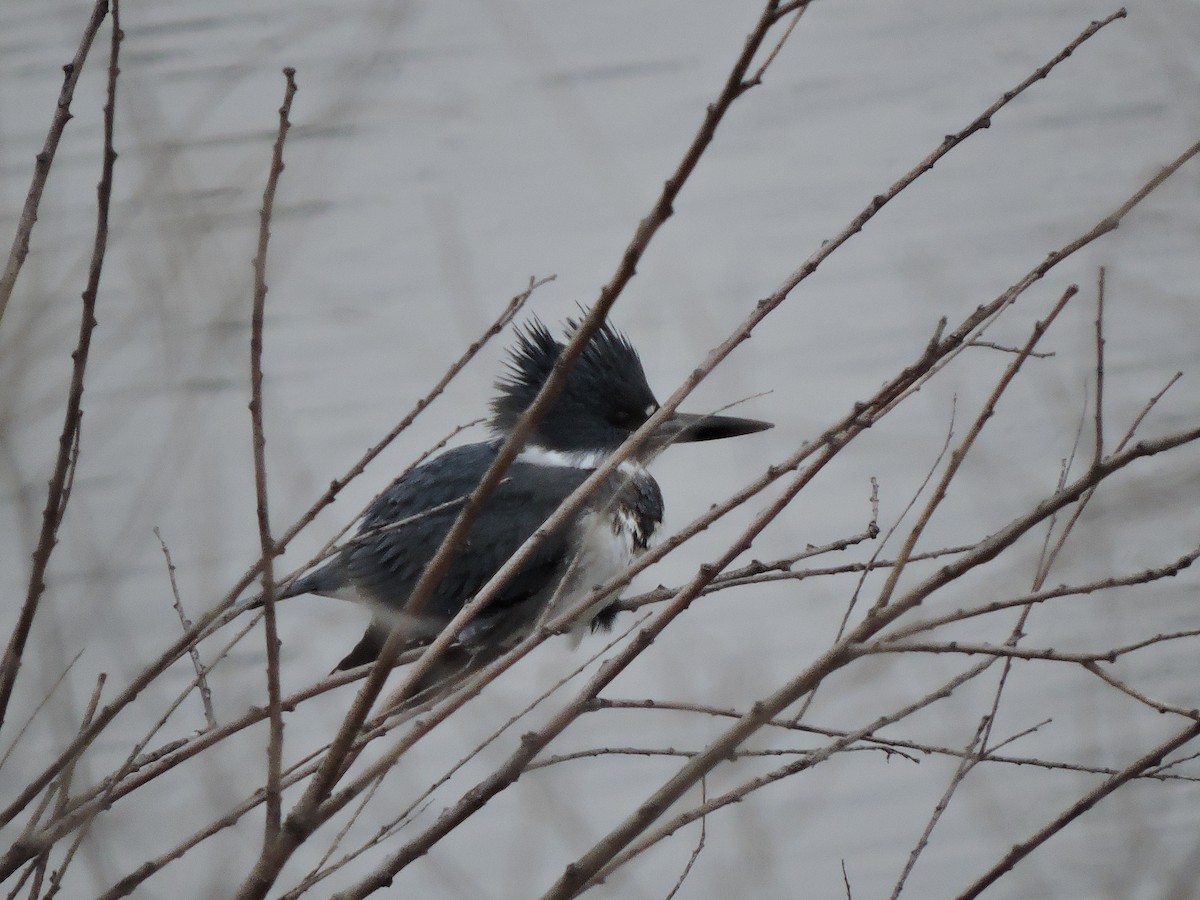 Belted Kingfisher - ML50634081
