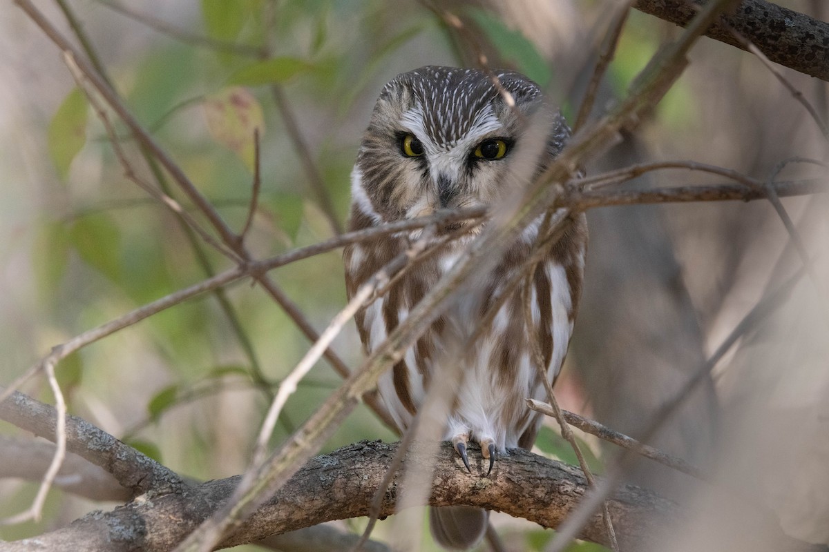 Northern Saw-whet Owl - Lewis Holmes