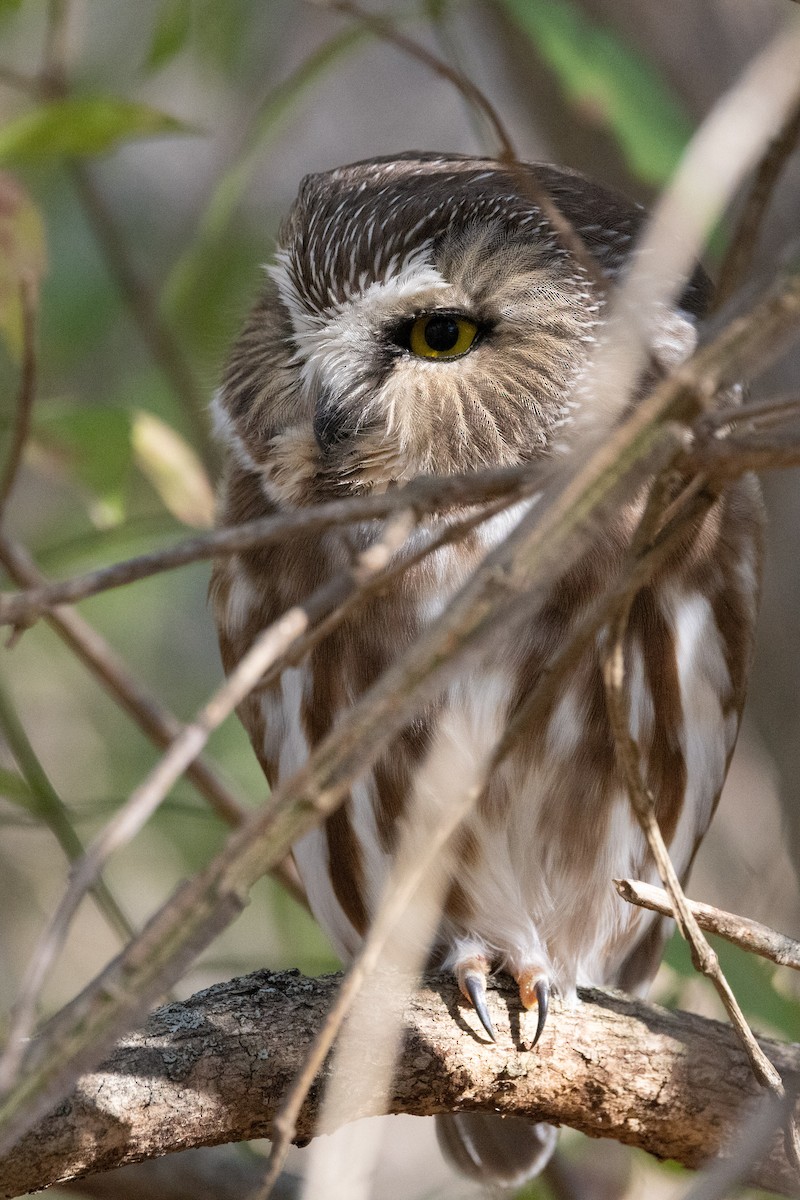 Northern Saw-whet Owl - Lewis Holmes