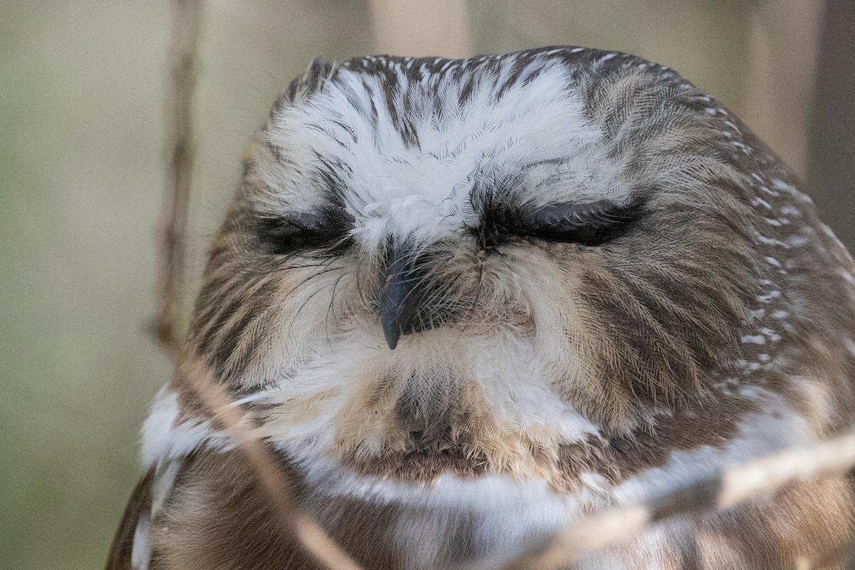 Northern Saw-whet Owl - ML506341741