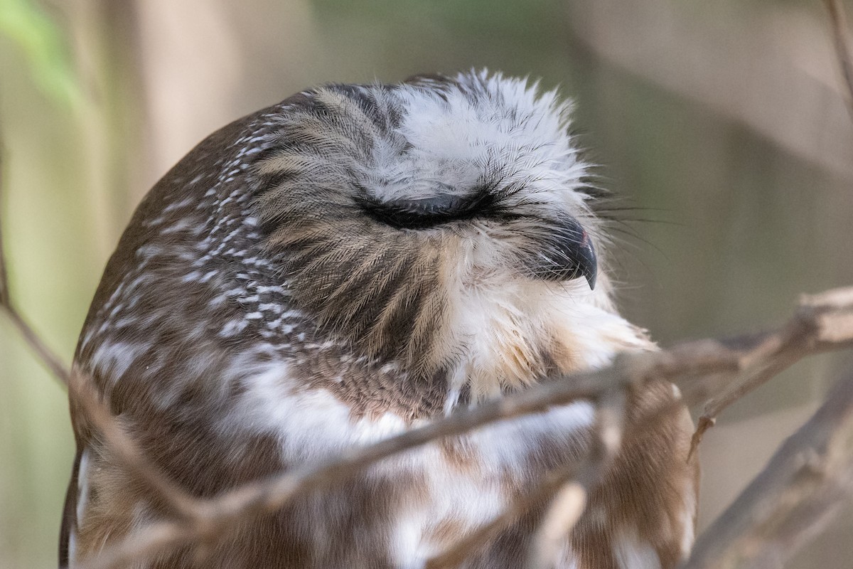 Northern Saw-whet Owl - Lewis Holmes