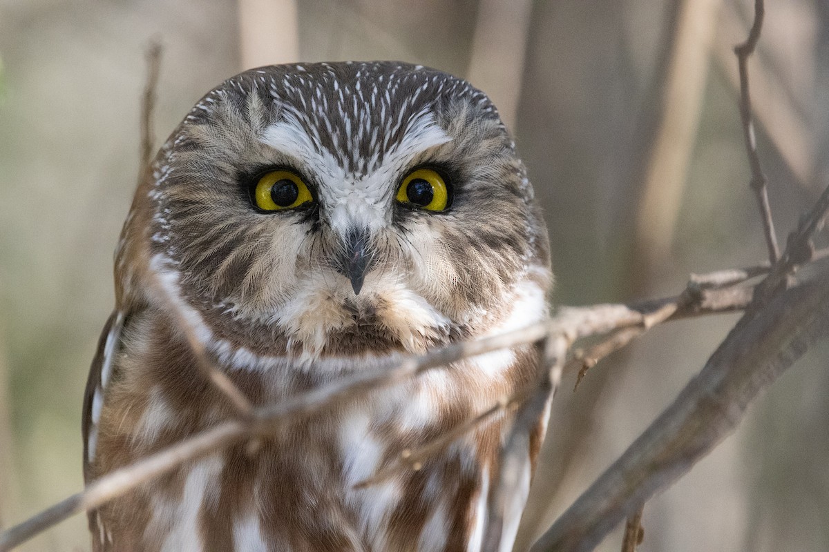 Northern Saw-whet Owl - ML506342811